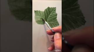 Botanical painting of black currant (Ribes nigrum)