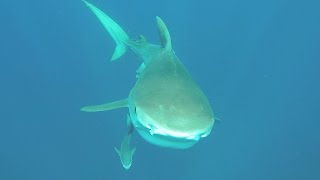 Tiger Shark Close Encounter