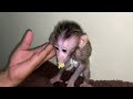 little baby monkey natural characteristics beginning to show