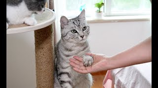 大猫现场教小猫握手，小猫3分钟学会，小猫：讨生活不容易！