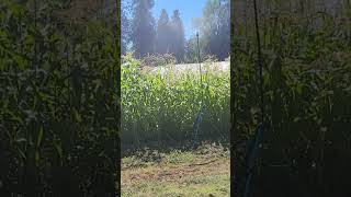 watering sweetcorn with mini wobbler irrigation heads