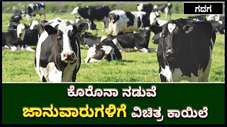 ಗದಗದಲ್ಲಿ ದನ ಕರುಗಳಿಗೆ ವಿಚಿತ್ರ ಕಾಯಿಲೆ | Strange Disease In Cows Detected In Gadag | Vijay Karnataka