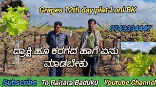 ದ್ರಾಕ್ಷಿ ಹೂ ಕರಗದ ಹಾಗೆ ಏನು ಮಾಡಬೇಕು/Grapes 12th day plat-Loni BK