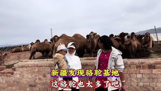 一家三口自驾新疆，人生第一次见这么多骆驼，这也太可爱了 #我的旅行日记 #新疆 #阿猛来了