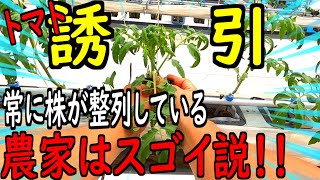 【トマト】手遅れになる前に！定植後の誘引を開始！#24