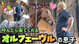 オルフェーヴルの息子を呼んでみた時の反応が可愛すぎました『引退競走馬・シュテルンシチー君』｜衝撃！？ツルマルボーイ様がめちゃくちゃ○○してきました…(2本立てです。)【ツルマルボーイ様のシモべ】