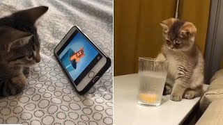 Cute Kittens Doing Funny Things Stupid Cat Videos 2020