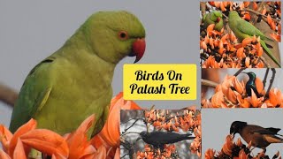 Birds on Palash tree