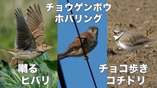 4月2日 春はヒバリの囀りだよね コチドリ チョウゲンボウ も居たよ 農耕地探鳥