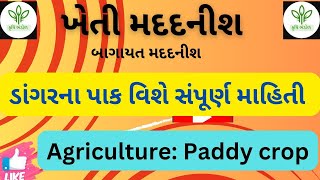 Agriculture | Paddy | ડાંગરના પાક વિશેની માહિતી | kheti madadnish | bagayat madadnish