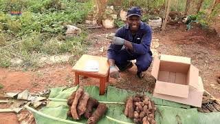 Massive Yam Harvest from CARTON (Paper Box) || A Must watch!