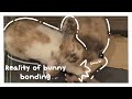 The Worst Bunny Bonding Experience (Turn On Captions) | Learn from my Mistakes