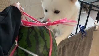 【秋田犬もんたろう #177】「はじめてスイカとご対面」Akita inu