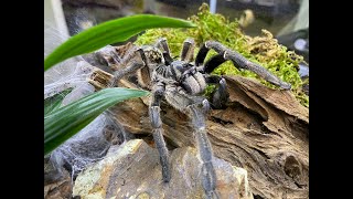 Ceratogyrus marshalli, The Great Horned Baboon rehousing