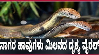 ಕಲಬುರಗಿ: ಜನರ ಸಮ್ಮುಖದಲ್ಲಿಯೇ ಸರ್ಪ ಸಲ್ಲಾಪ : ನಾಗರ ಹಾವುಗಳು ಮಿಲನದ ದೃಶ್ಯ | SnakeMating