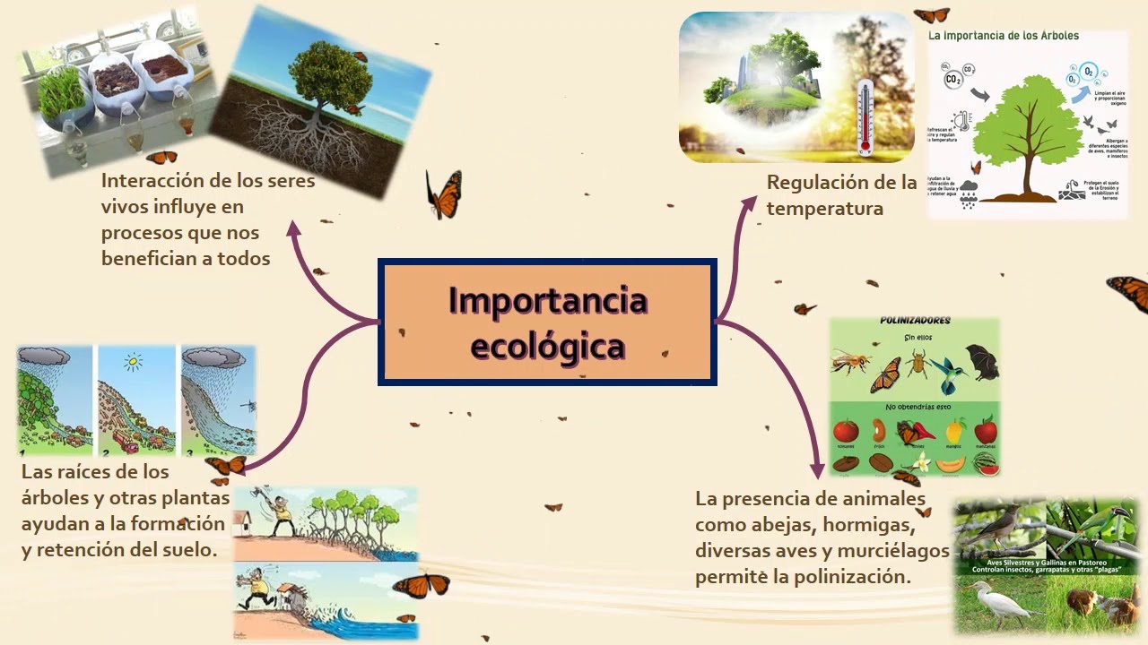 Biología Tema 2 Importancia De La Biodiversidad - YouTube