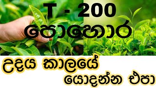 How to properly fertilize tea plants @ceylonnewsglobal6889