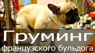 Груминг французского бульдога, стрижка когтей, мытье собаки