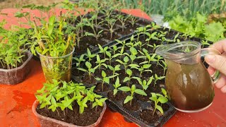 Make these 4 natural nutrients for better initial development and growth of seedlings