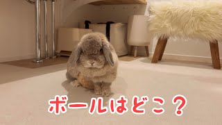 【ロップイヤー】ボールと時々一体化するうさぎが可愛すぎた💓【うさぎ】