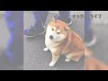 【大爆笑】面白いと可愛いの大渋滞！柴犬動画集！！