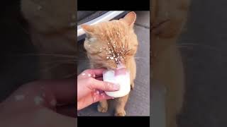 Кот пьет молоко #Tik Tok #Shorts #Тик Ток #ПриколКоты #Catstiktok