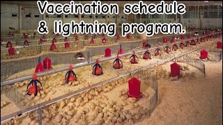 Life as a Poultry Farmer in Ghana_( Vaccinations & lightning programs)