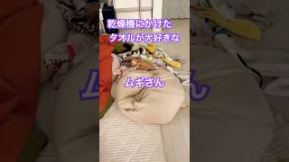 《とび三毛》洗濯物で遊ぶムギ #三毛猫 #とび三毛 #ねこ #保護猫 #子猫 #可愛い猫 #cat #ハートマーク猫 #ショート動画 #shorts