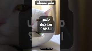 ماهي مدة حمل القطط ؟