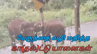 பேருந்தை வழி மறித்த கா(தல்)ட்டு யானைகள்/ Ooty -   Coonoor/ @NilgiriSpecial-bu8yy