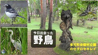 野鳥撮影　多可町余暇村公園（多可郡多可町）で探鳥　兵庫県・北播磨