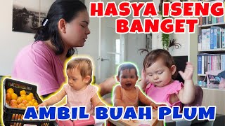 BELANJA MINGGUAN: HASYA MOGOK MAKAN TAPI MALAH CURI BUAH DI SUPERMARKET HIHIHI