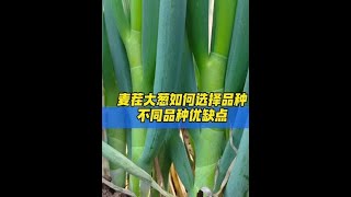 #农业种植 #大葱种植 #大葱种子 #大葱苗 #大葱种植技术