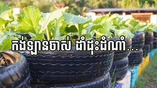 គំនិតច្នៃកង់ឡានចាស់ៗ សម្រាប់ដាំដុះដំណាំ បន្លែ