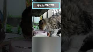 お腹を空かせた二匹の野良猫　Two hungry stray cats