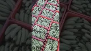 Banana loading cutting and #supplier#retail #wholesale #shopping#vegetable#fruit #import #export