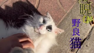 【野良猫】白猫をマッサージで転がしまくってみた