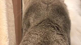 オマケ動画　　アゴネコスタッフ飼い猫軍団🐈🐈  ネコ🚪の前で、順番待ち⁉️  アゴはネコ