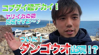 ついに「ダンゴウオ」の発見情報が！まさかの緑色！？コブダイはデカくて迫力超満点！