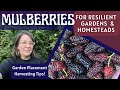 How Mulberries Build Resilience in my Food Forest System (& Why They Aren't for Everyone!)