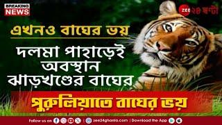 Royal Bengal Tiger Update | স্বস্তিতে মৈপীঠ, এখনও বাঘের ভ**য়ে প্রহর গুনছে পুরুলিয়া | Zee 24 Ghanta