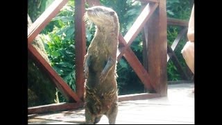 THE FUNNIEST DANCING OTTER IN THE WORLD!!!