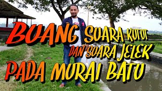 buang suara kutut dan suara jelek pada MURAI BATU