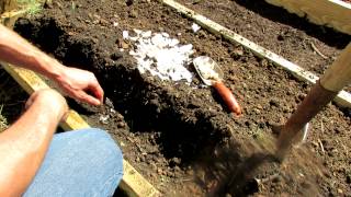 Planting Fall Garlic for Huge Spring Garlic Bulbs