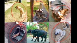 40 incredible moments of human and dogs caught on camera|rescue dog|dog incidents #hafizytinfo