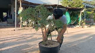 m212 gl cây sơn liễu sống khỏe 250k LH0707713796 Khương bonsai