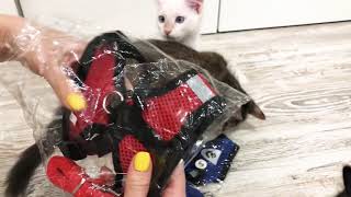 Распаковка поводка. Первая примерка. Unpacking a leash. The first fitting. Как одевали поводок коту