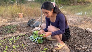 ถ้ามารักกับสาวลาว อ้ายจะได้กินผักปลอดสารผิด‼️สาวลาวบงผัก🇱🇦