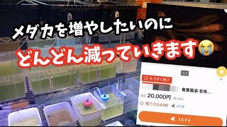 ヤフオクで欲しいメダカを発見しました！落札できるのか？【メダカ】