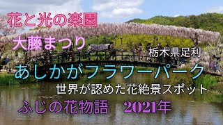 旅blog/あしかがフラワーパーク　ふじの花物語~大藤まつり2021年　世界が認めた花の絶景スポット　初旬　６８集